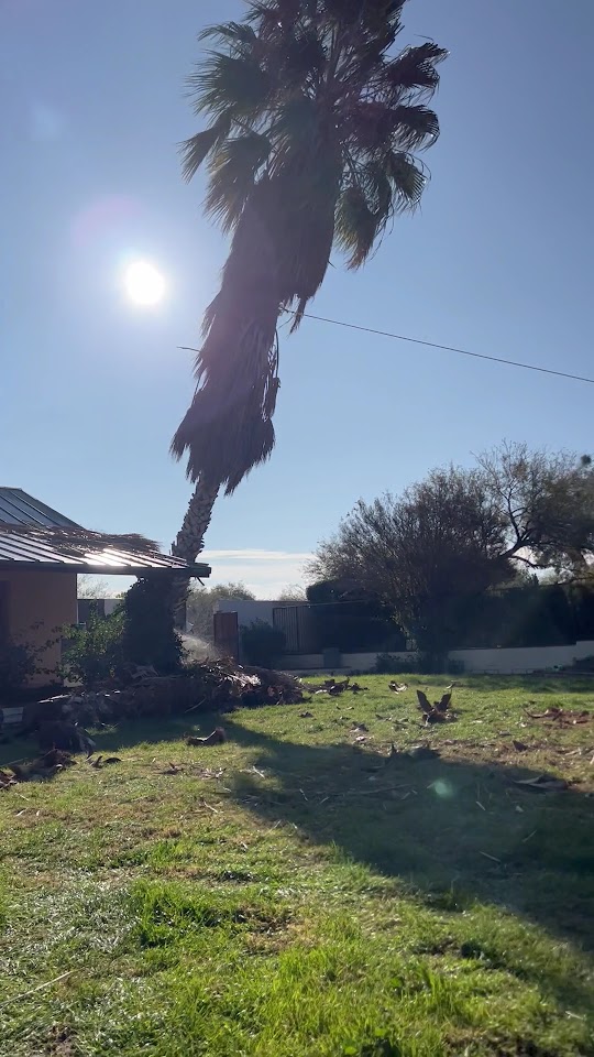 Transformed Trees & Landscaping LLC project