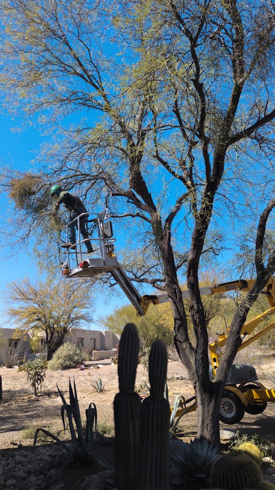 Transformed Trees & Landscaping LLC project