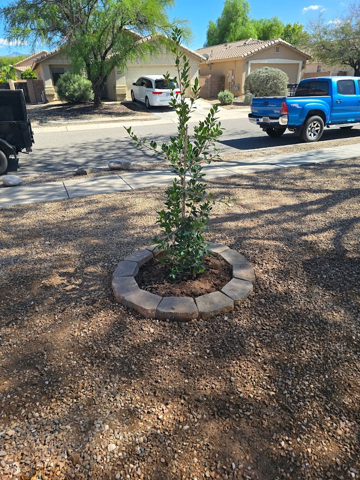 Transformed Trees & Landscaping LLC project